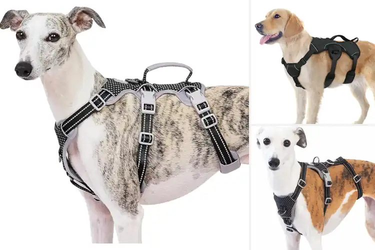 Detailed view of Best Non-Slip Harnesses for Safer Walks