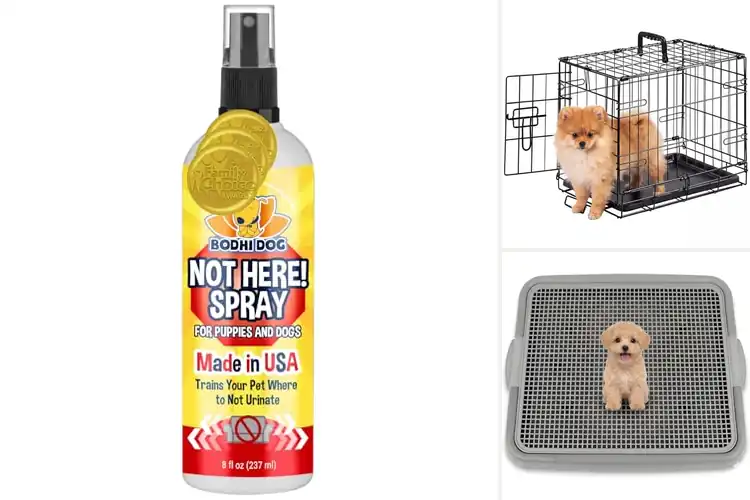 Detailed view of Best Small Breed Indoor Training Products